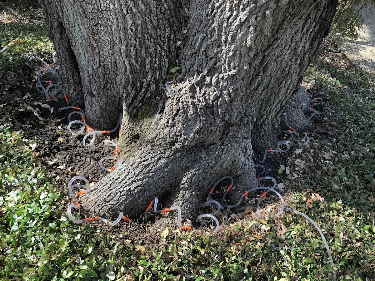 Detailed Tree Cabling and Bracing job site in Carey